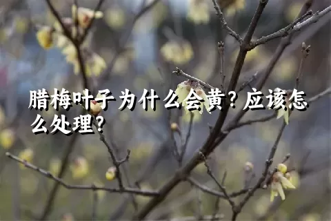 腊梅叶子为什么会黄？应该怎么处理？