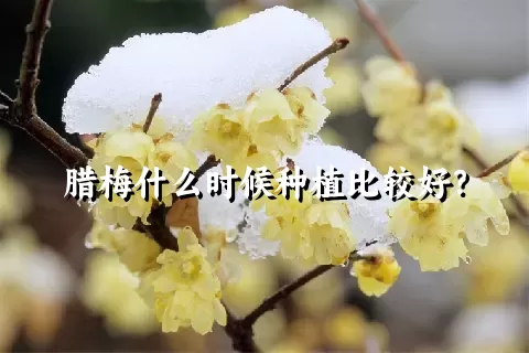 腊梅什么时候种植比较好？