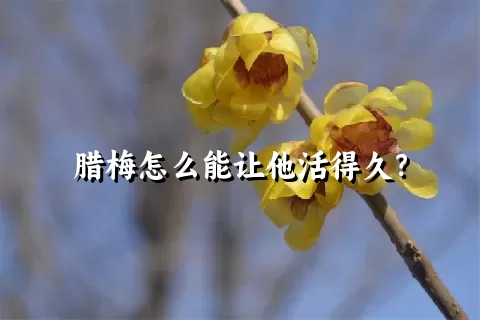 腊梅怎么能让他活得久？