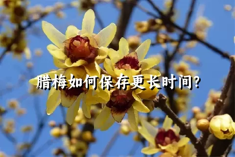 腊梅如何保存更长时间？