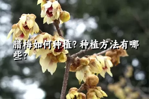 腊梅如何种植？种植方法有哪些？