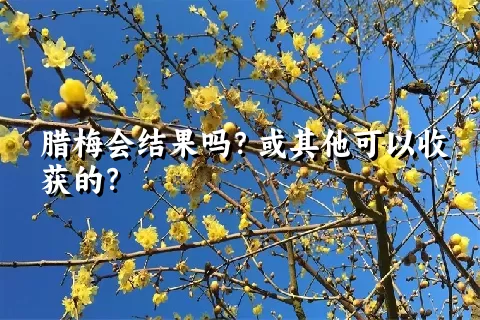 腊梅会结果吗？或其他可以收获的？