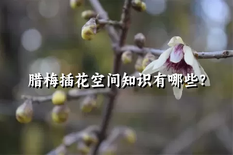 腊梅插花空间知识有哪些？