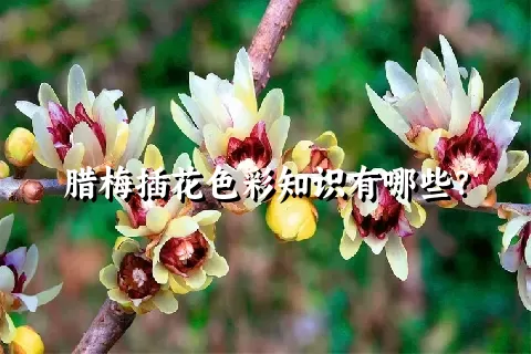 腊梅插花色彩知识有哪些？