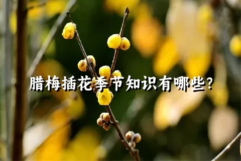 腊梅插花季节知识有哪些？