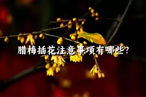 腊梅插花注意事项有哪些？