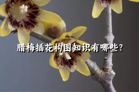 腊梅插花构图知识有哪些？