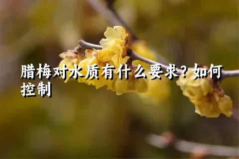 腊梅对水质有什么要求？如何控制