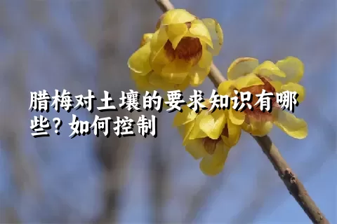 腊梅对土壤的要求知识有哪些？如何控制