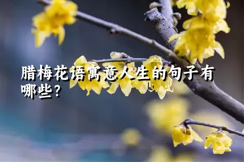 腊梅花语寓意人生的句子有哪些？