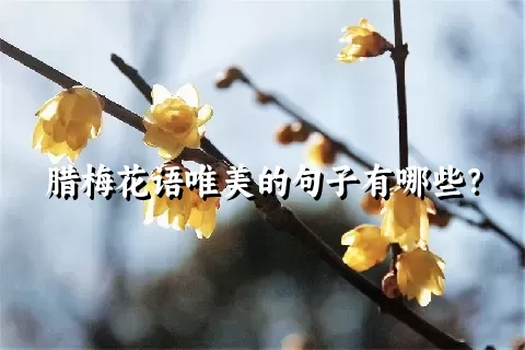 腊梅花语唯美的句子有哪些？