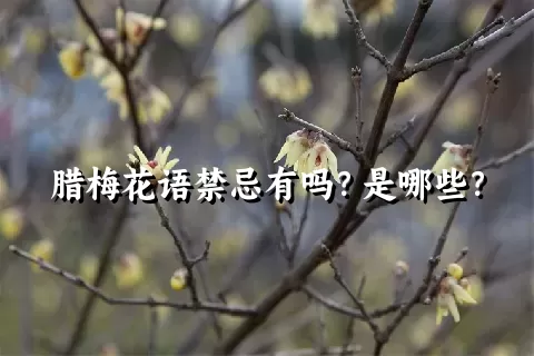 腊梅花语禁忌有吗？是哪些？