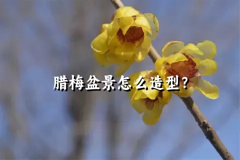 腊梅盆景怎么造型？