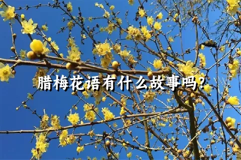 腊梅花语有什么故事吗？