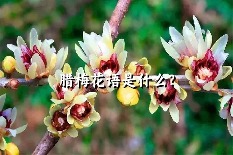 腊梅花语是什么？