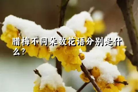 腊梅不同朵数花语分别是什么？