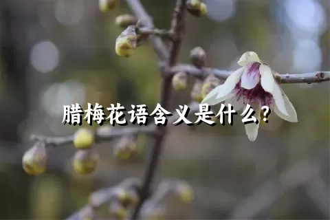 腊梅花语含义是什么？