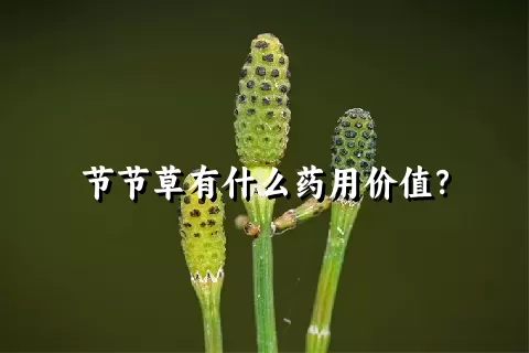 节节草有什么药用价值？