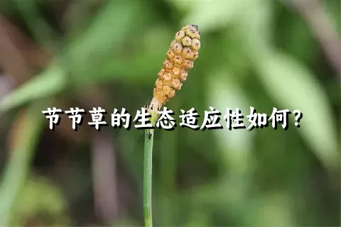 节节草的生态适应性如何？