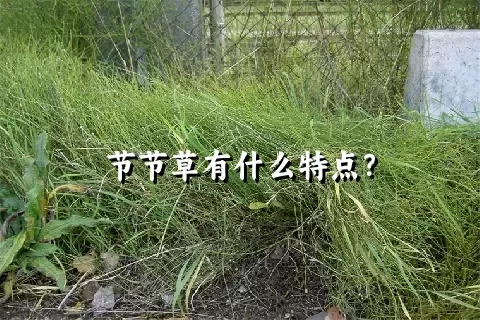 节节草有什么特点？