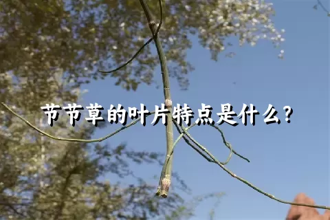 节节草的叶片特点是什么？