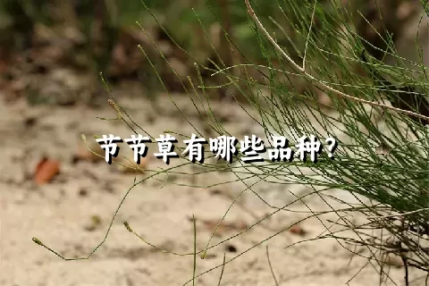 节节草有哪些品种？