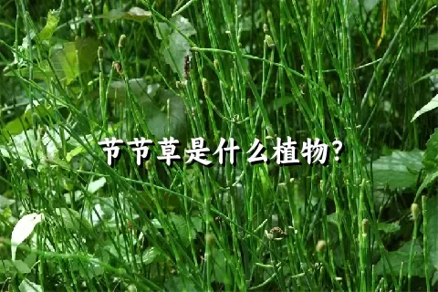 节节草是什么植物？