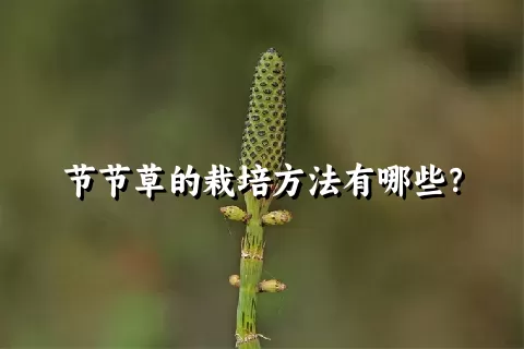 节节草的栽培方法有哪些？