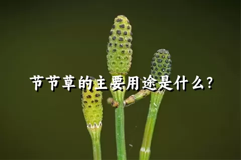 节节草的主要用途是什么？