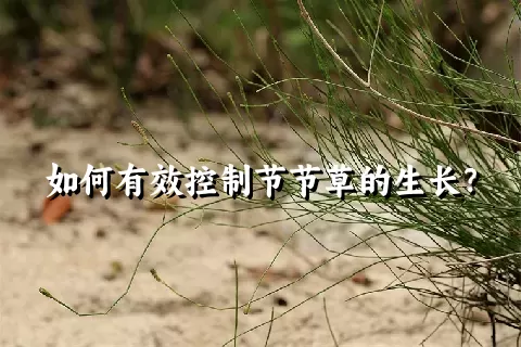 如何有效控制节节草的生长？