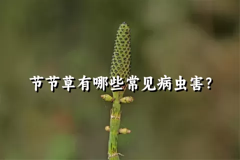 节节草有哪些常见病虫害？