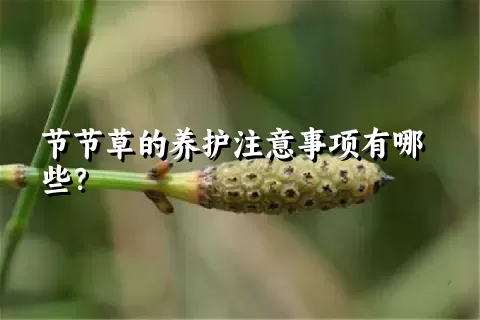 节节草的养护注意事项有哪些？