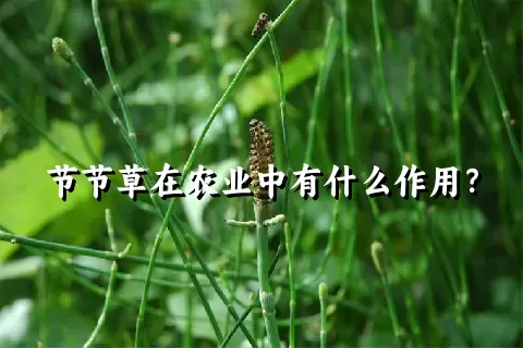 节节草在农业中有什么作用？