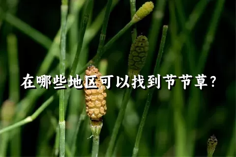 在哪些地区可以找到节节草？