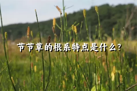 节节草的根系特点是什么？