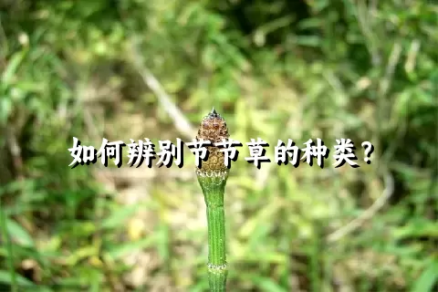 如何辨别节节草的种类？