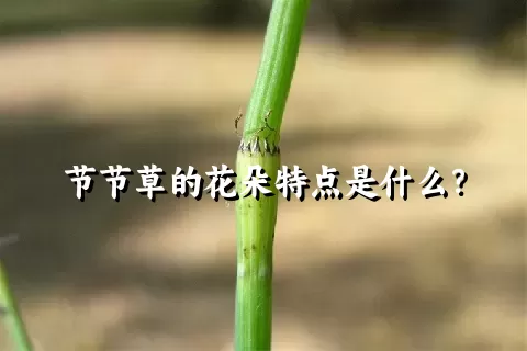 节节草的花朵特点是什么？