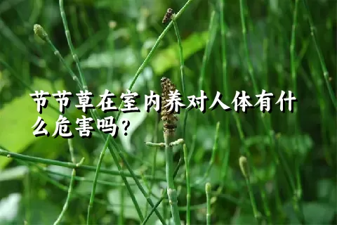 节节草在室内养对人体有什么危害吗？