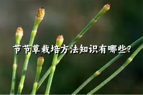 节节草栽培方法知识有哪些？