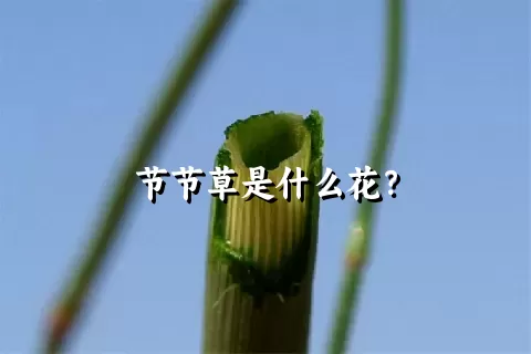 节节草是什么花？