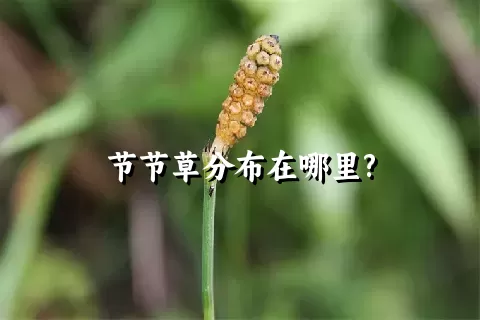 节节草分布在哪里?