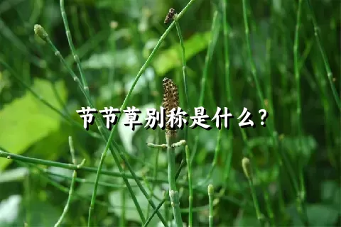 节节草别称是什么？