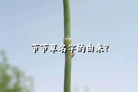 节节草名字的由来？