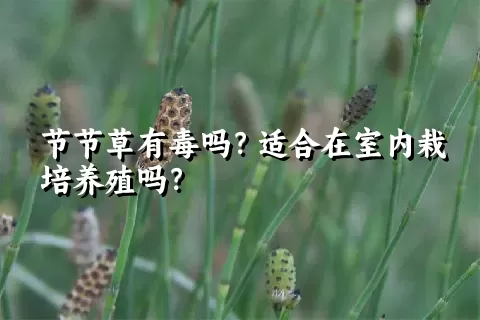 节节草有毒吗？适合在室内栽培养殖吗？