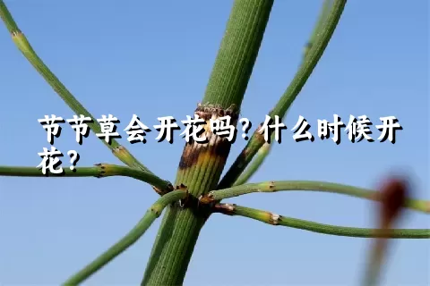 节节草会开花吗？什么时候开花？