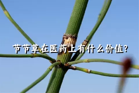 节节草在医药上有什么价值？