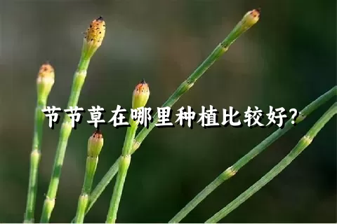 节节草在哪里种植比较好？