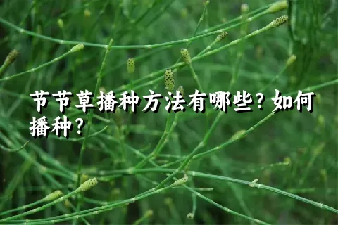 节节草播种方法有哪些？如何播种？