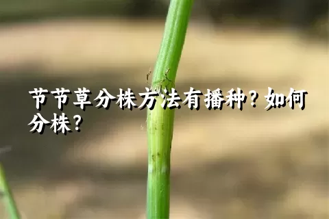 节节草分株方法有播种？如何分株？