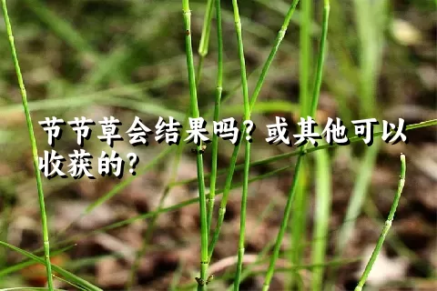 节节草会结果吗？或其他可以收获的？